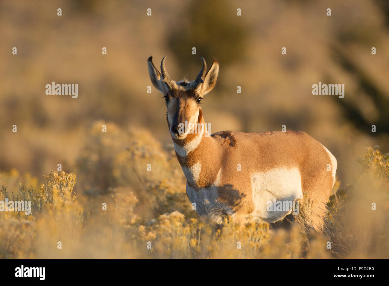 Un jeune antilope pronglorn, Antilocapra americana, buck juste après le lever du soleil. Banque D'Images