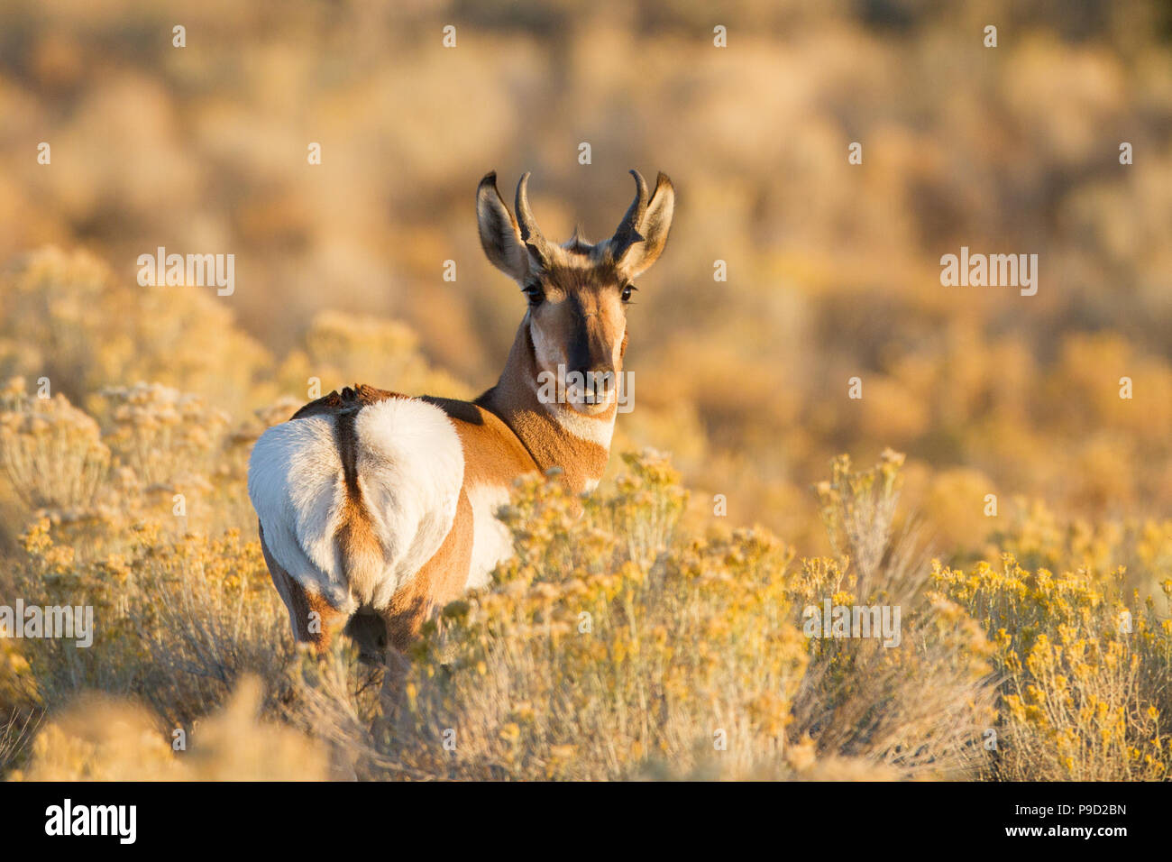 Un jeune antilope pronglorn, Antilocapra americana, buck juste après le lever du soleil. Banque D'Images