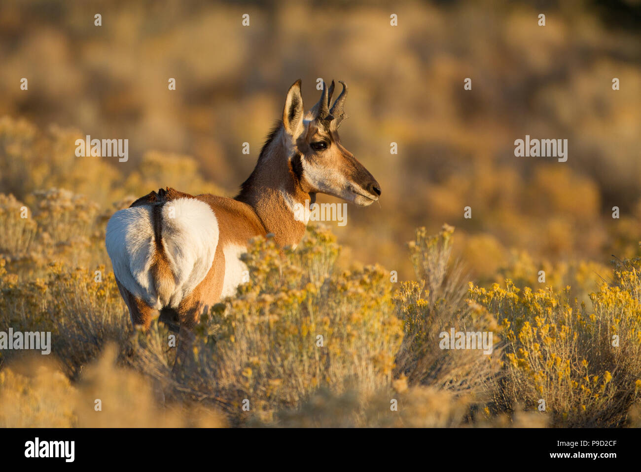Un jeune antilope pronglorn, Antilocapra americana, buck juste après le lever du soleil. Banque D'Images