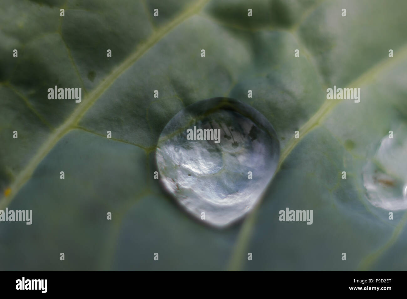 Une feuille verte collard avec la culture biologique des gouttelettes d'eau dans un jardin lit. Banque D'Images