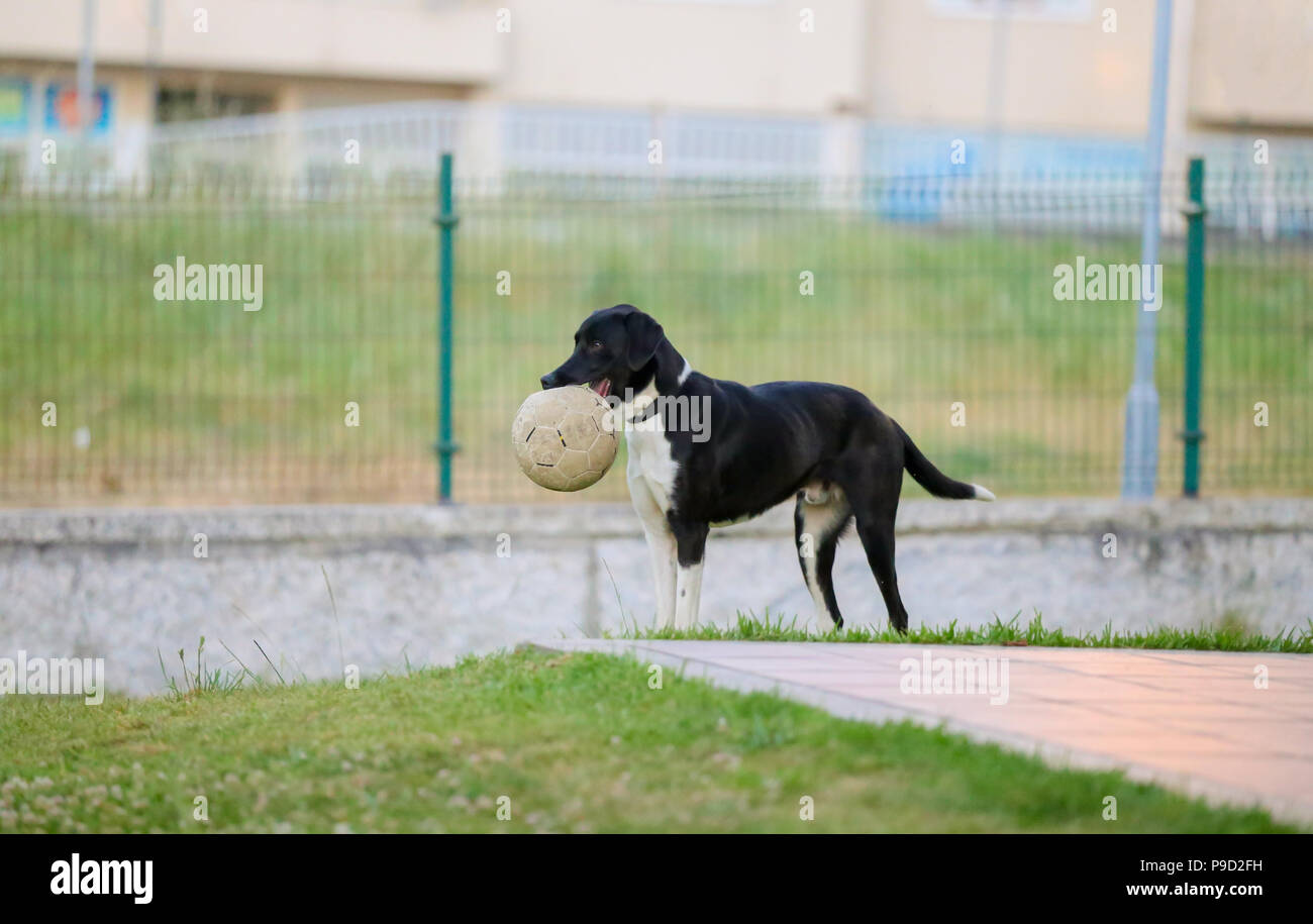 Noir et blanc isolé puppy Playing with ball dans la bouche. Banque D'Images