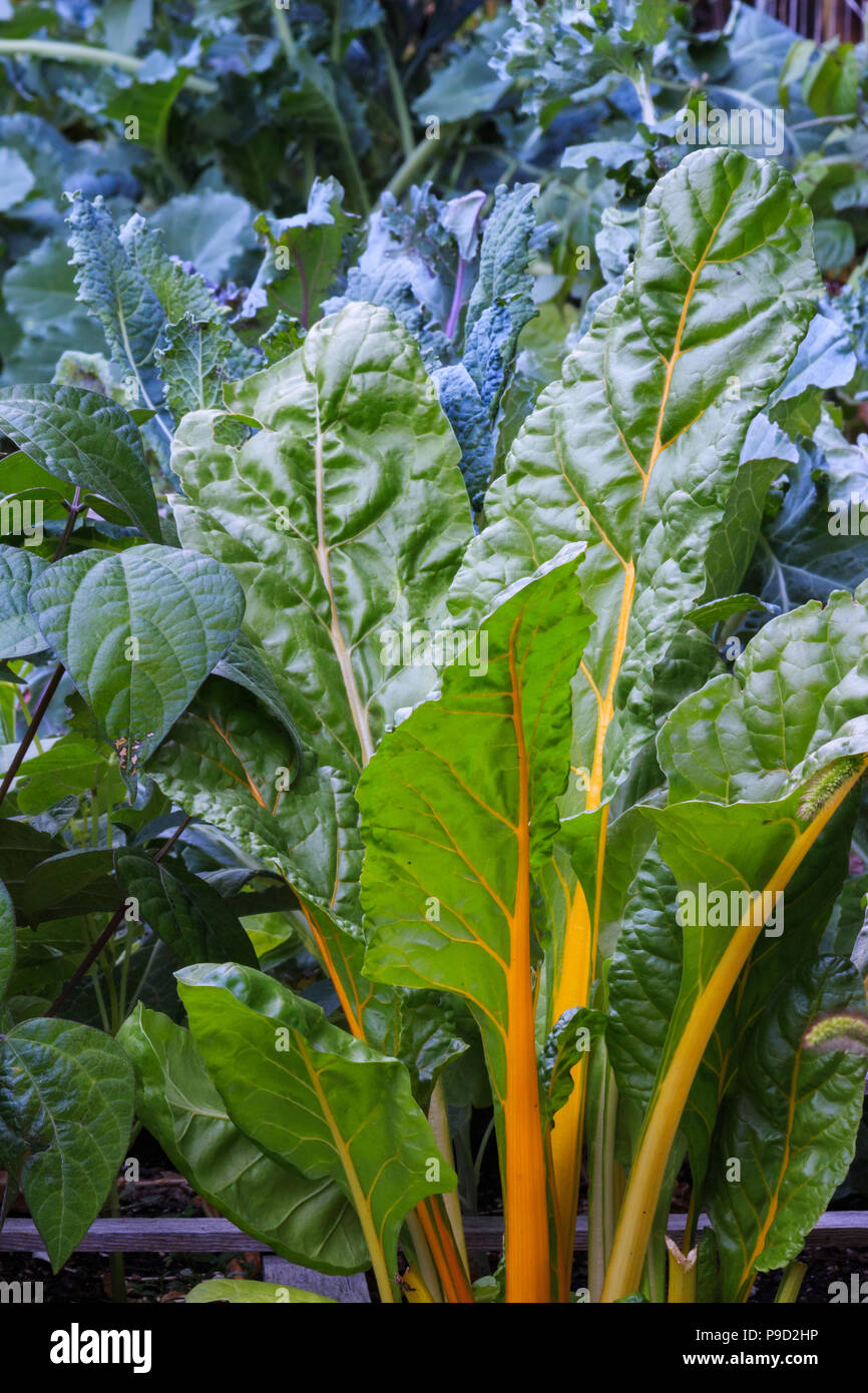 Un luxuriant jardin pieds carrés avec des haricots, chou vert, chou frisé et la bette à carde la culture biologique. Banque D'Images
