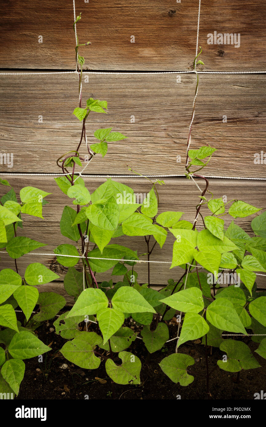 Les plants de haricots vert violet la culture biologique sur un treillis dans la cour arrière. Banque D'Images