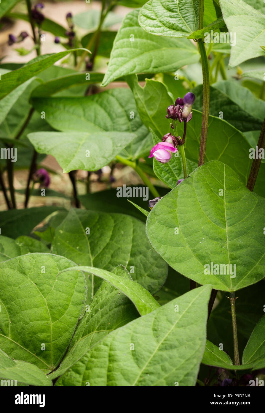 Les plants de haricots vert violet la culture biologique dans une arrière-cour, jardin lit soulevé Banque D'Images