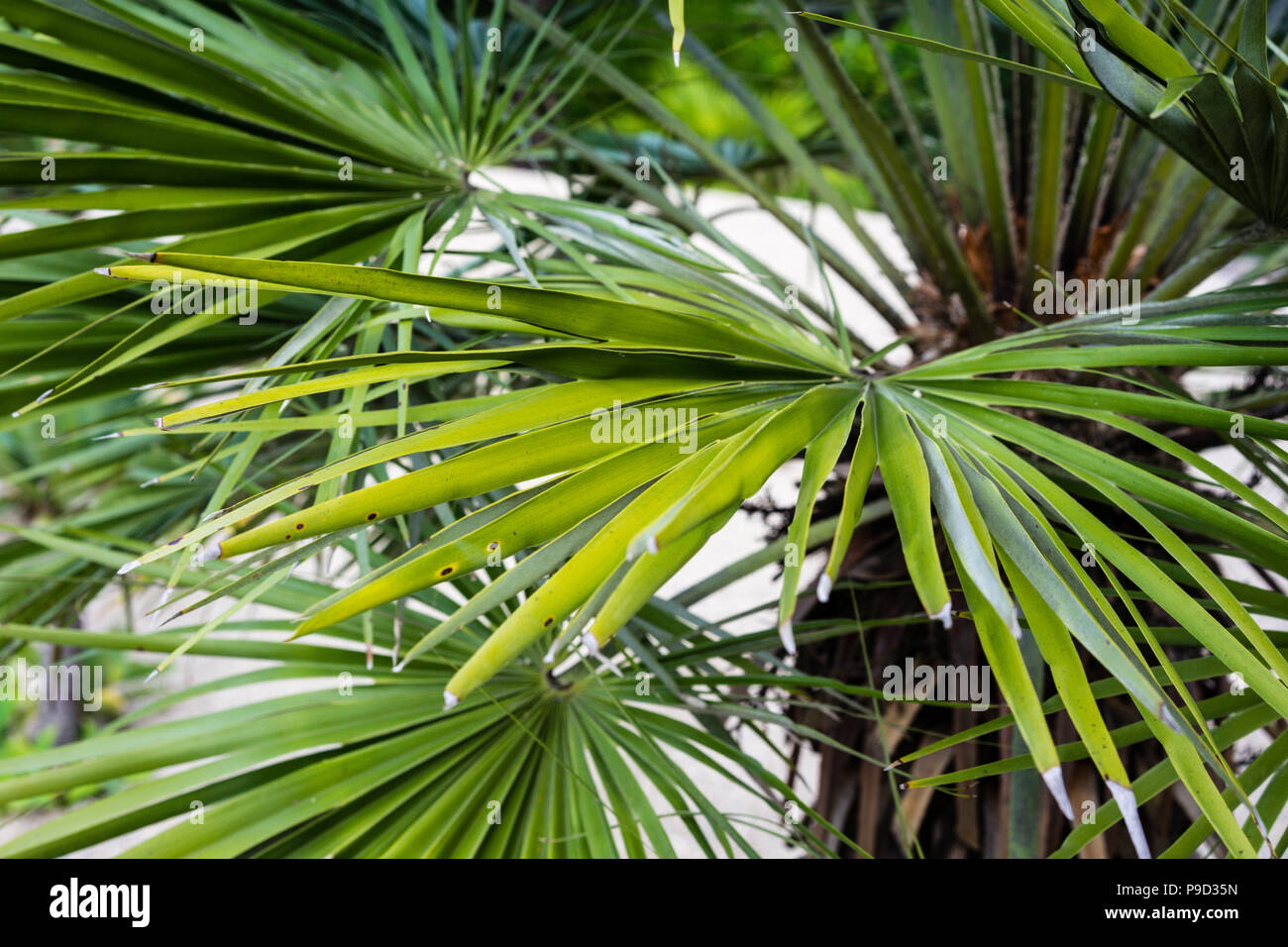 Chamearops humilis palmier nain plante arbre feuilles feuille de milieu mer  méditerranée close up Photo Stock - Alamy