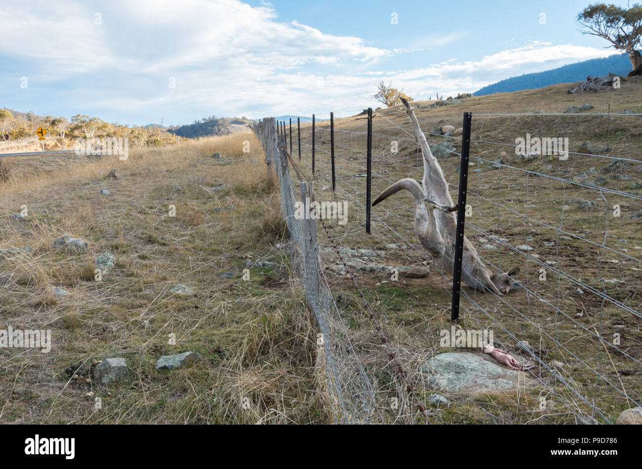 Maman Kangourou Kangourou bébé mort regardant joey après avoir été éjecté de la pochette dans la région des Snowy Mountains Banque D'Images