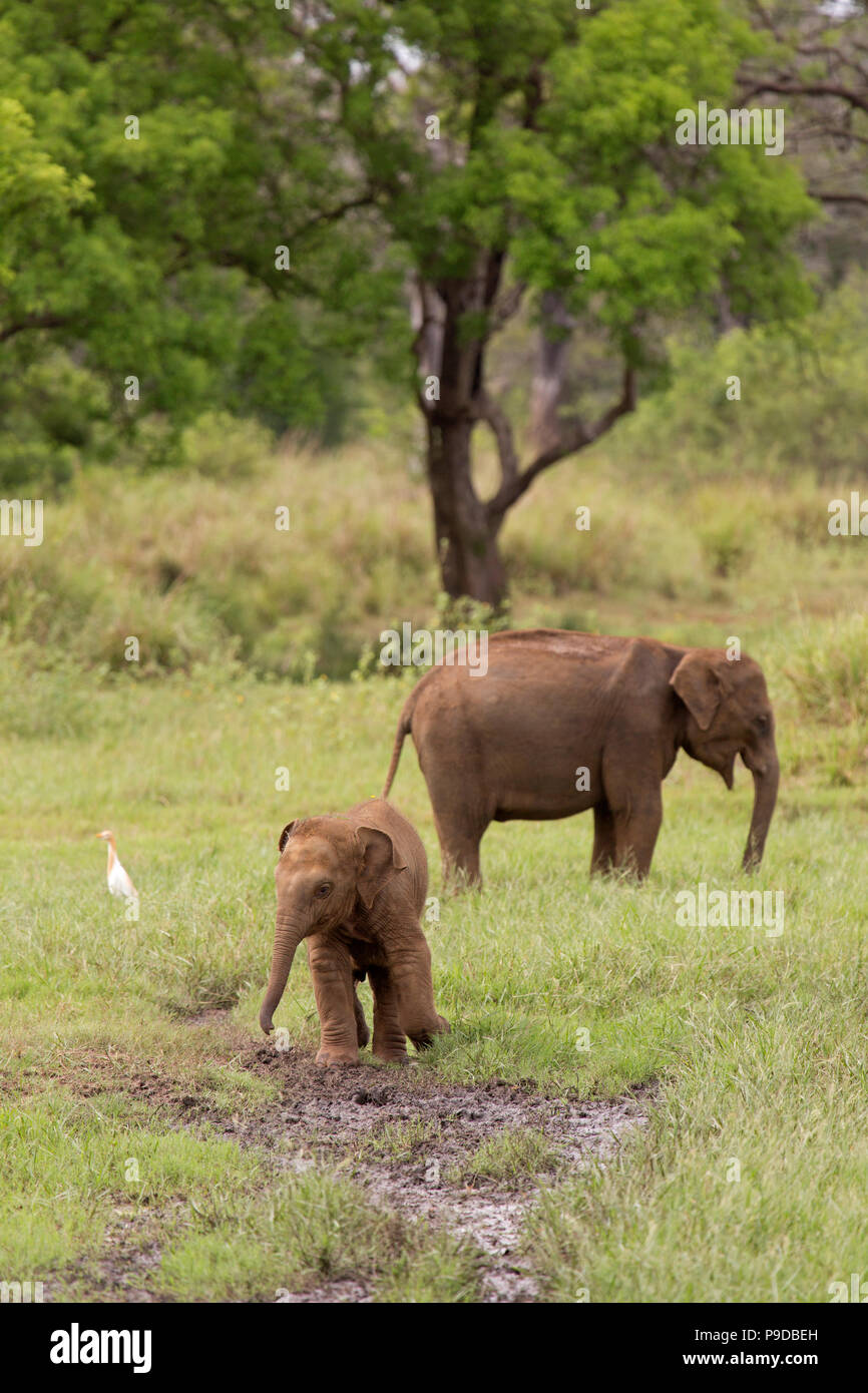 L'alimentation des éléphants dans le Parc National Minneriya au Sri Lanka. Éléphant (Elephas maximus) sont réputés pour se rassembler autour du réservoir de Minneriya Banque D'Images