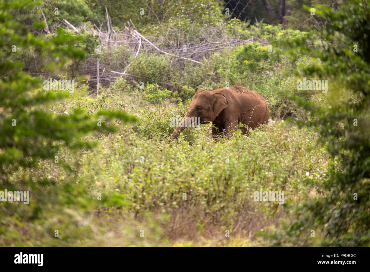 Sur l'éléphant d'une clairière dans le Parc National Minneriya au Sri Lanka. Éléphant (Elephas maximus) sont réputés pour se rassembler autour de ce réservoir en Minn Banque D'Images