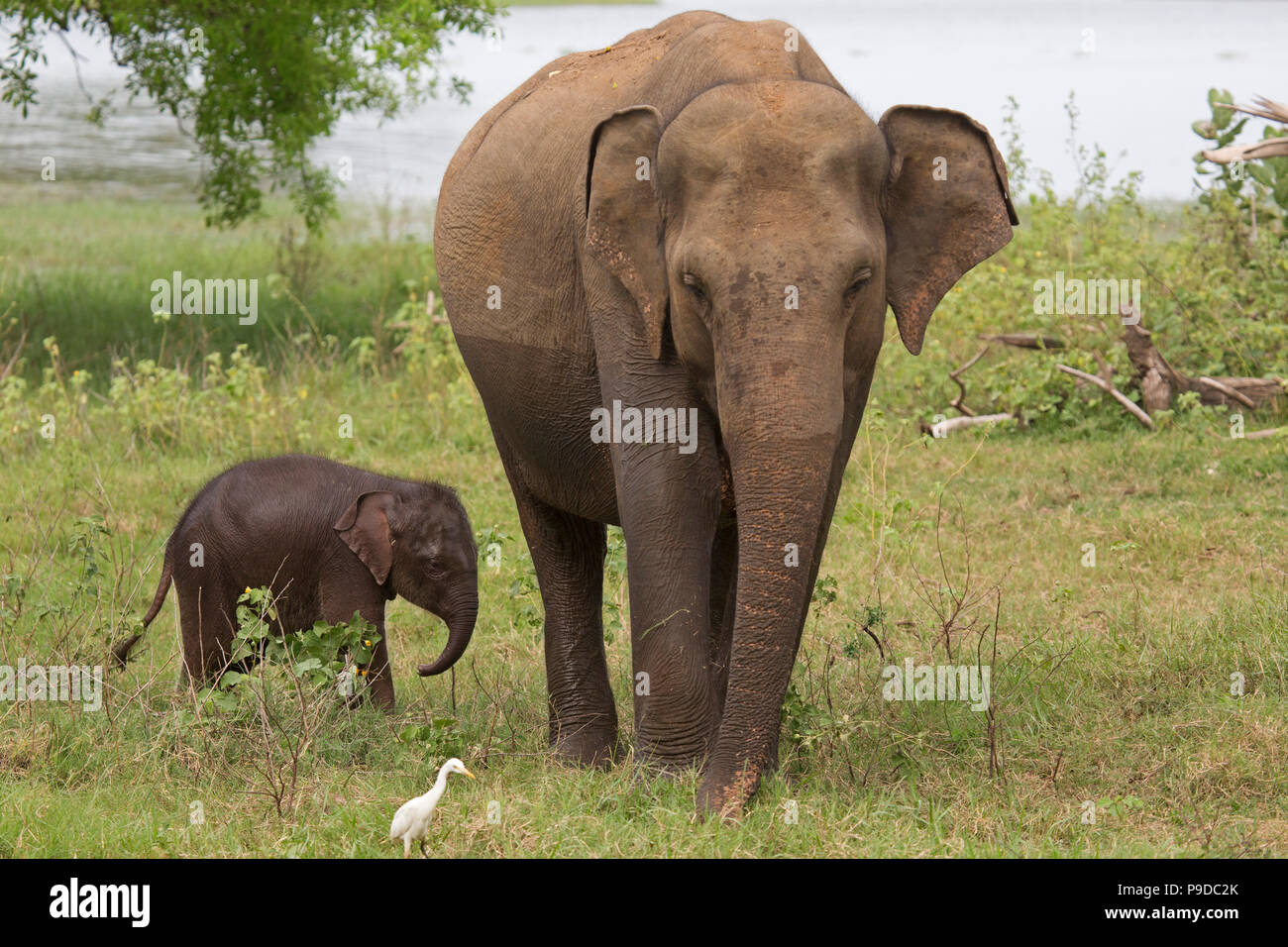 Bébé éléphant avec sa mère dans le Parc National Minneriya au Sri Lanka. Éléphant (Elephas maximus) sont réputés pour se rassembler autour du réservoir Banque D'Images