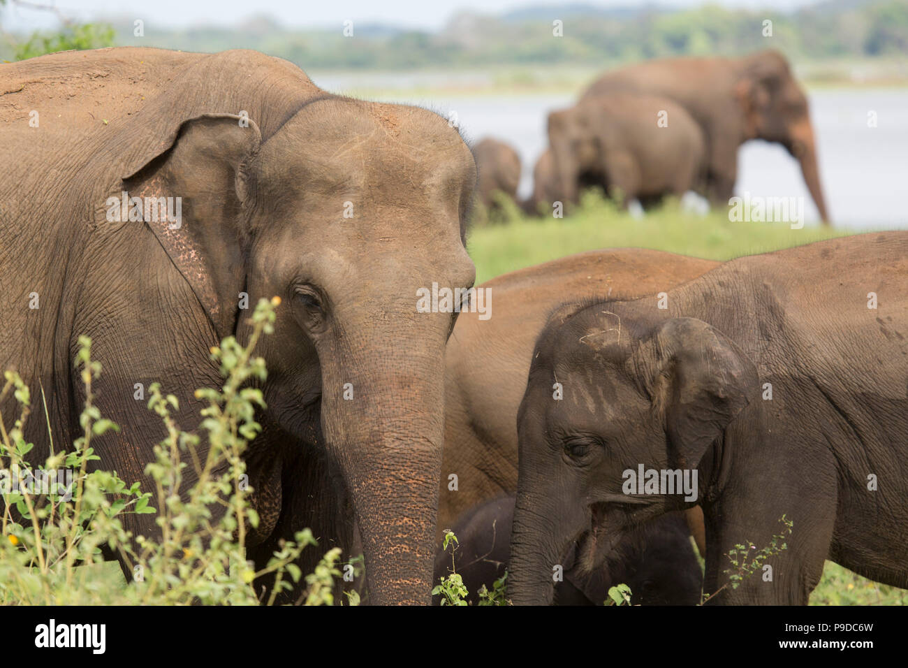 L'alimentation des éléphants dans le Parc National Minneriya au Sri Lanka. Éléphant (Elephas maximus) sont réputés pour se rassembler autour du réservoir de Minneriya Banque D'Images