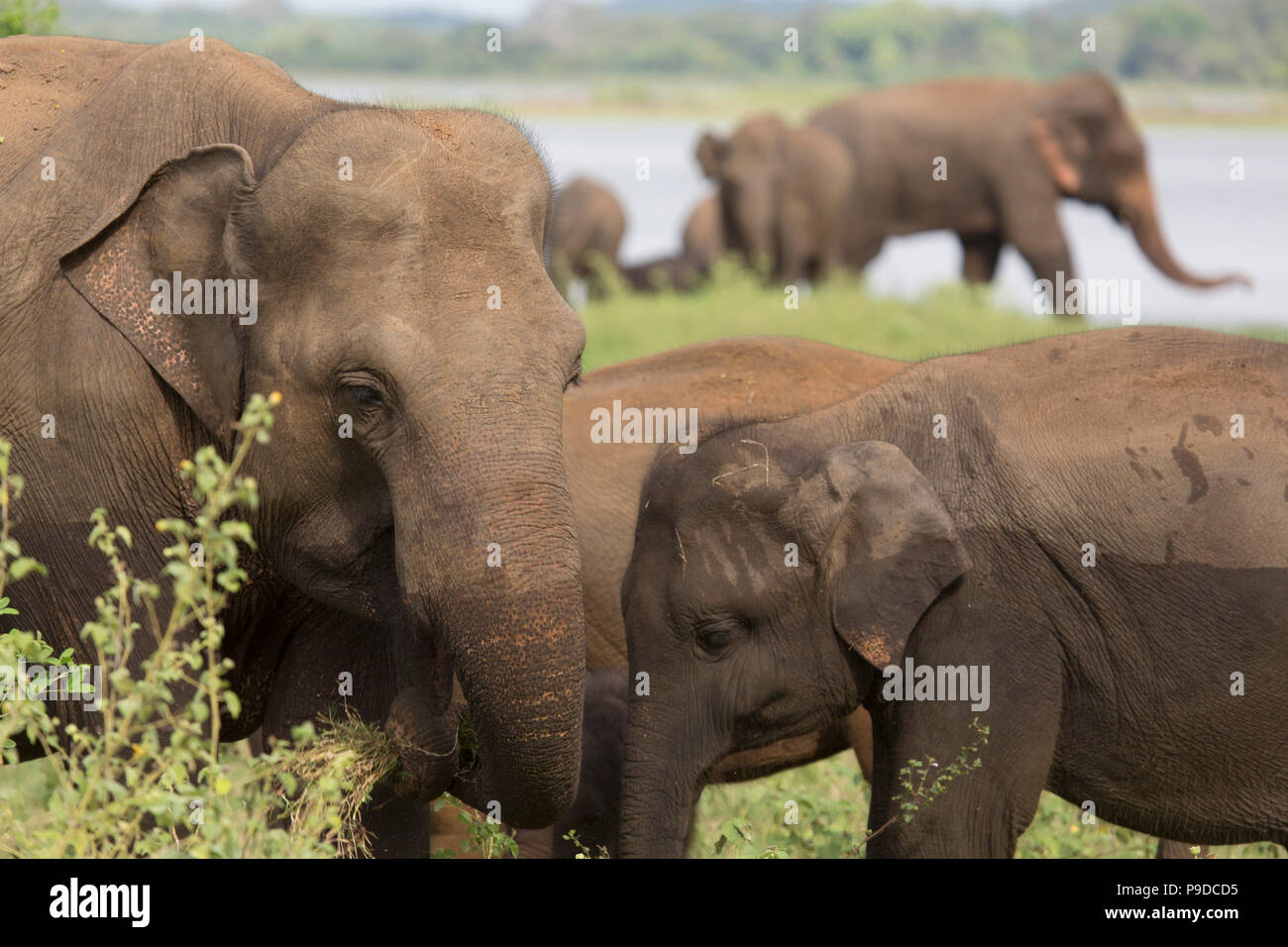 Les éléphants d'Asie (Elephas maximus) interagir et de socialiser tout en alimentant par le réservoir à dans le Parc National Minneriya au Sri Lanka Banque D'Images
