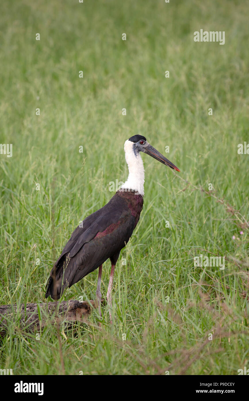 Un whitenecked (stork Ciconia episcopus), également connu sous le nom de woolly-necked stork, dans le Parc National Minneriya au Sri Lanka. Les tiges d'oiseaux d'eau à travers Banque D'Images