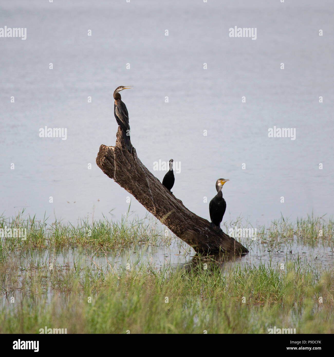 Trois grands cormorans (Phalacrocorax carbo), dans le Parc National Minneriya au Sri Lanka. Les tiges d'oiseaux d'eau grâce à la recherche de nourriture. Banque D'Images