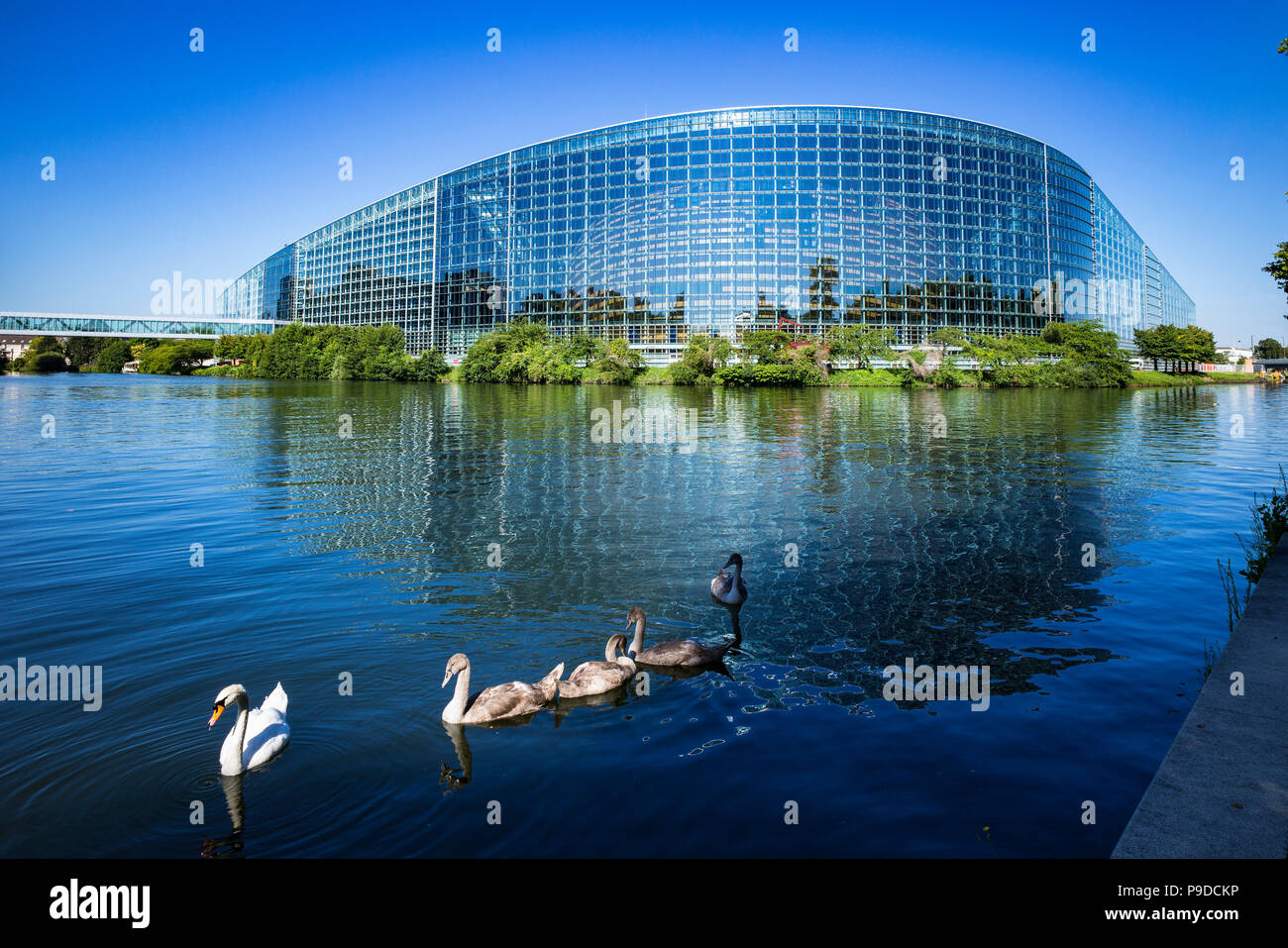 Strasbourg, Parlement européen, bâtiment Louise Weiss, cygnes, Ill, Alsace, France, Europe, Banque D'Images
