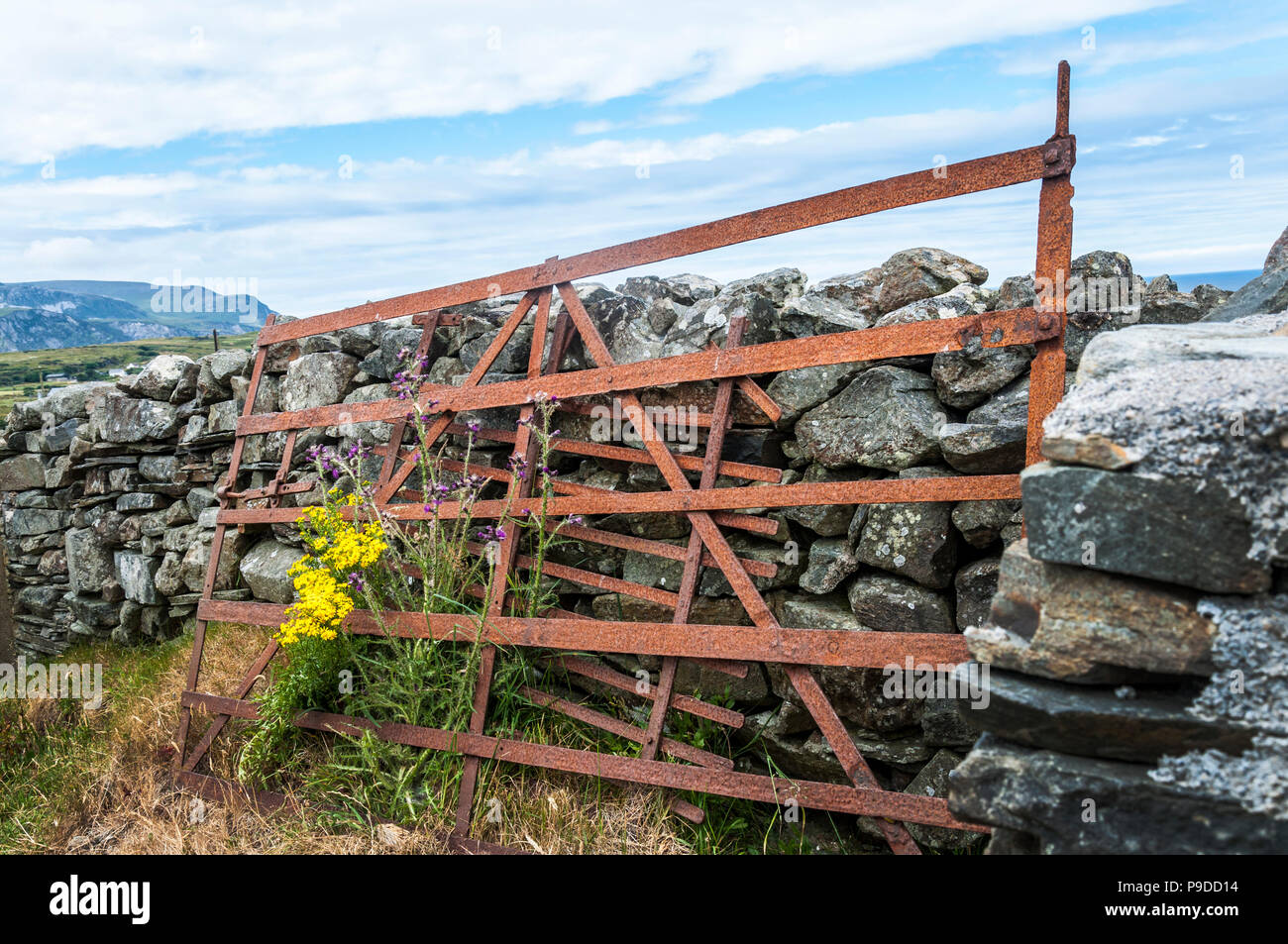 Fleurs sauvages poussent dans un vieux rusty farm gate dans le comté de Donegal, Irlande Banque D'Images