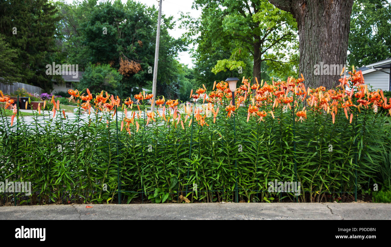 Un grand angle vue de la Tiger Lily Garden Banque D'Images