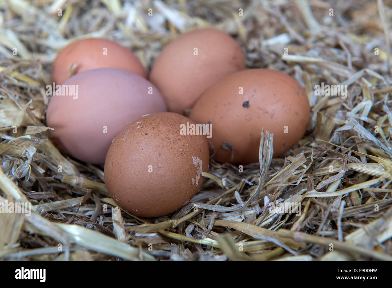 Des œufs sur un nid de paille. UK. Banque D'Images