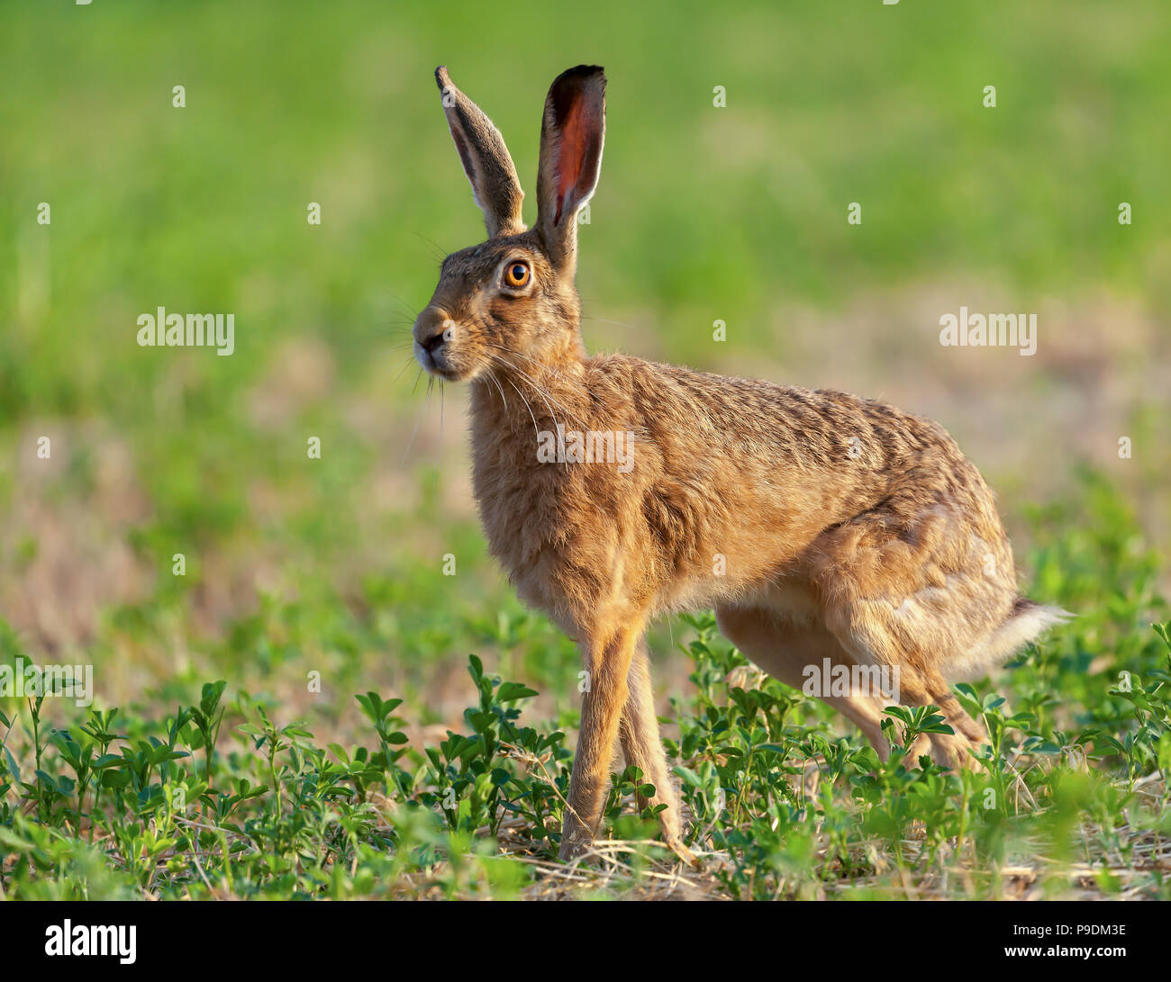 Wild hare belle close up en lever tôt le matin. Une précision de la Lièvre brun (Lepus europaeus) photographié à Norfolk dans un champ de cultures Banque D'Images
