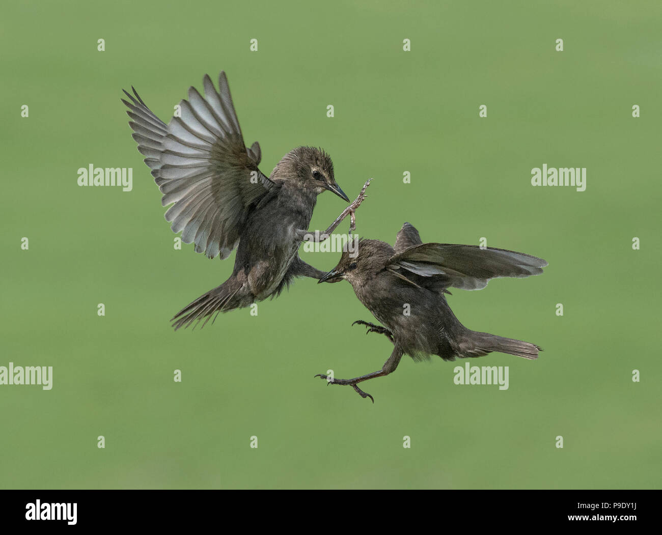 Deux jeunes, les Étourneaux Sturnus vulgaris, de se quereller, Lancashire, UK Banque D'Images