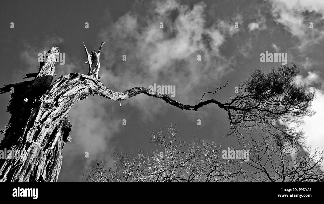 Arbre de vie noir et blanc Banque d'images noir et blanc - Alamy