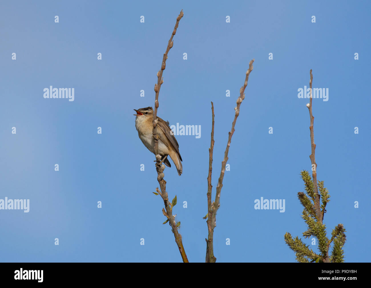 Willow Warbler, Phylloscopus trochilus, perché sur la branche de saule en herbe, Northumberland, Angleterre Banque D'Images