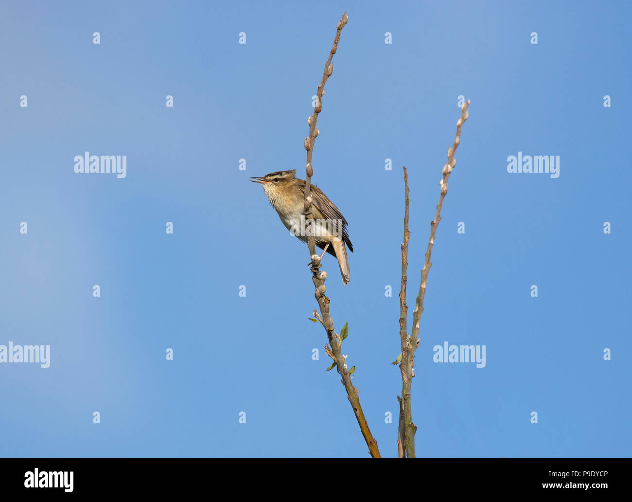 Willow Warbler, Phylloscopus trochilus, perché sur la branche de saule en herbe, Northumberland, Angleterre Banque D'Images