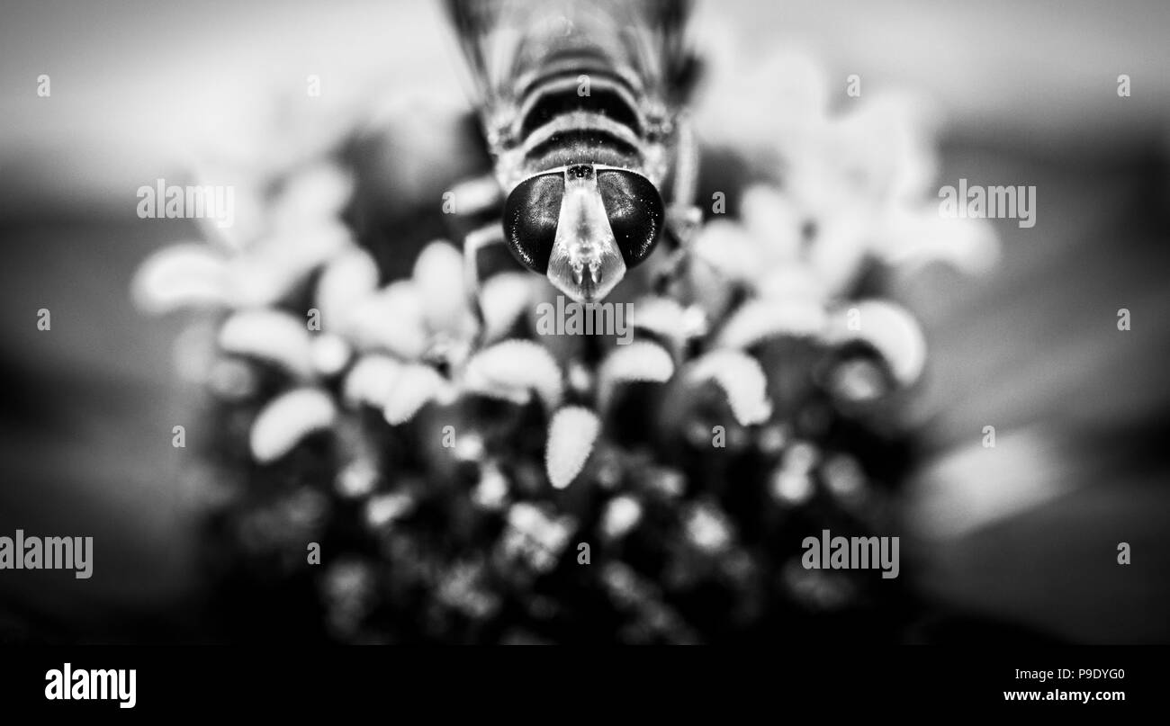 Une abeille sur une fleur en me regardant. Cliché pris dans un parc près de Charleston, Caroline du Sud (USA). Banque D'Images