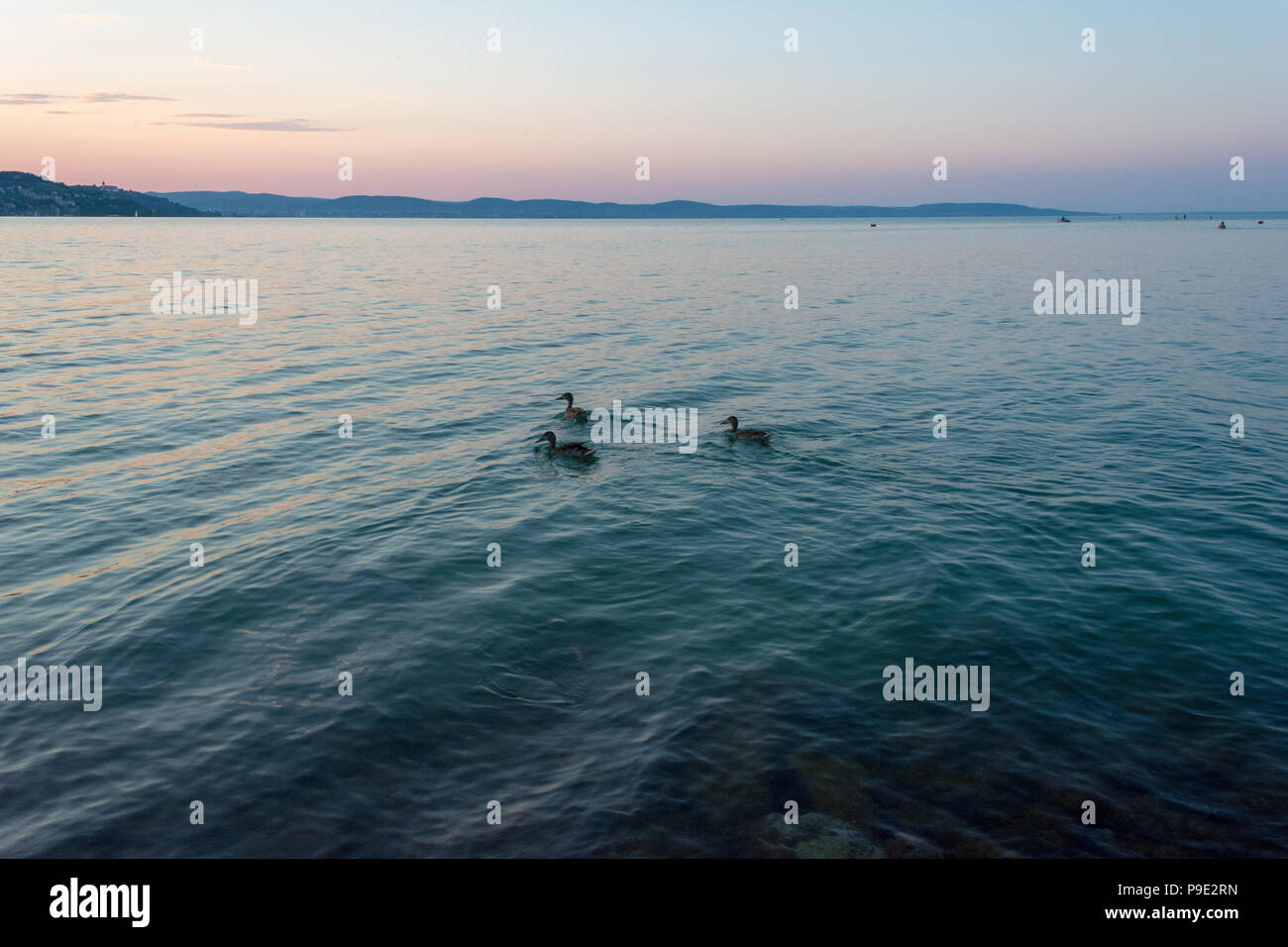 Un groupe de canards nager dans le lac Balaton, dans la soirée en Hongrie Banque D'Images