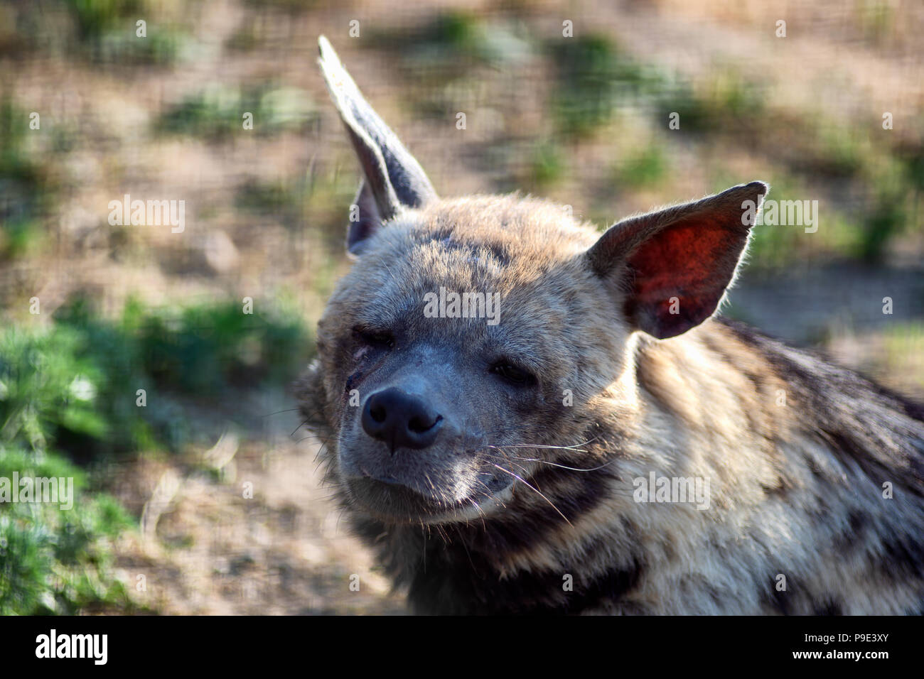 L'Hyène a l'air fatigué dans l'appareil. Photo portrait d'un animal sauvage. Banque D'Images