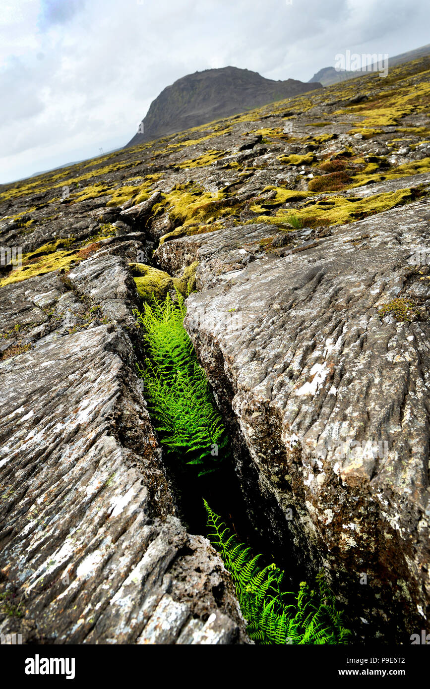 Paysage de lave volcanique fissuré et vegitation sur l'Islande Banque D'Images