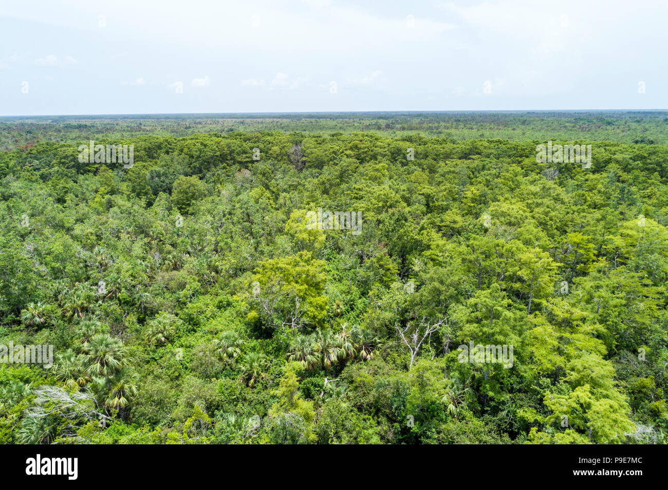 Floride, Carnestown, US route 29 Highway, réserve nationale de Big Cypress, vue aérienne aérienne d'oiseau de l'oeil ci-dessus, les visiteurs voyage visite touristique Banque D'Images