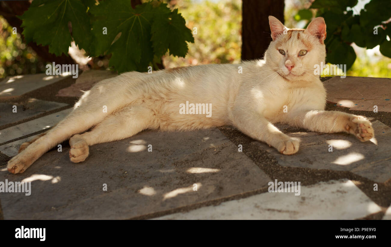 Sans-abri sale blanc cat looking at camera Banque D'Images