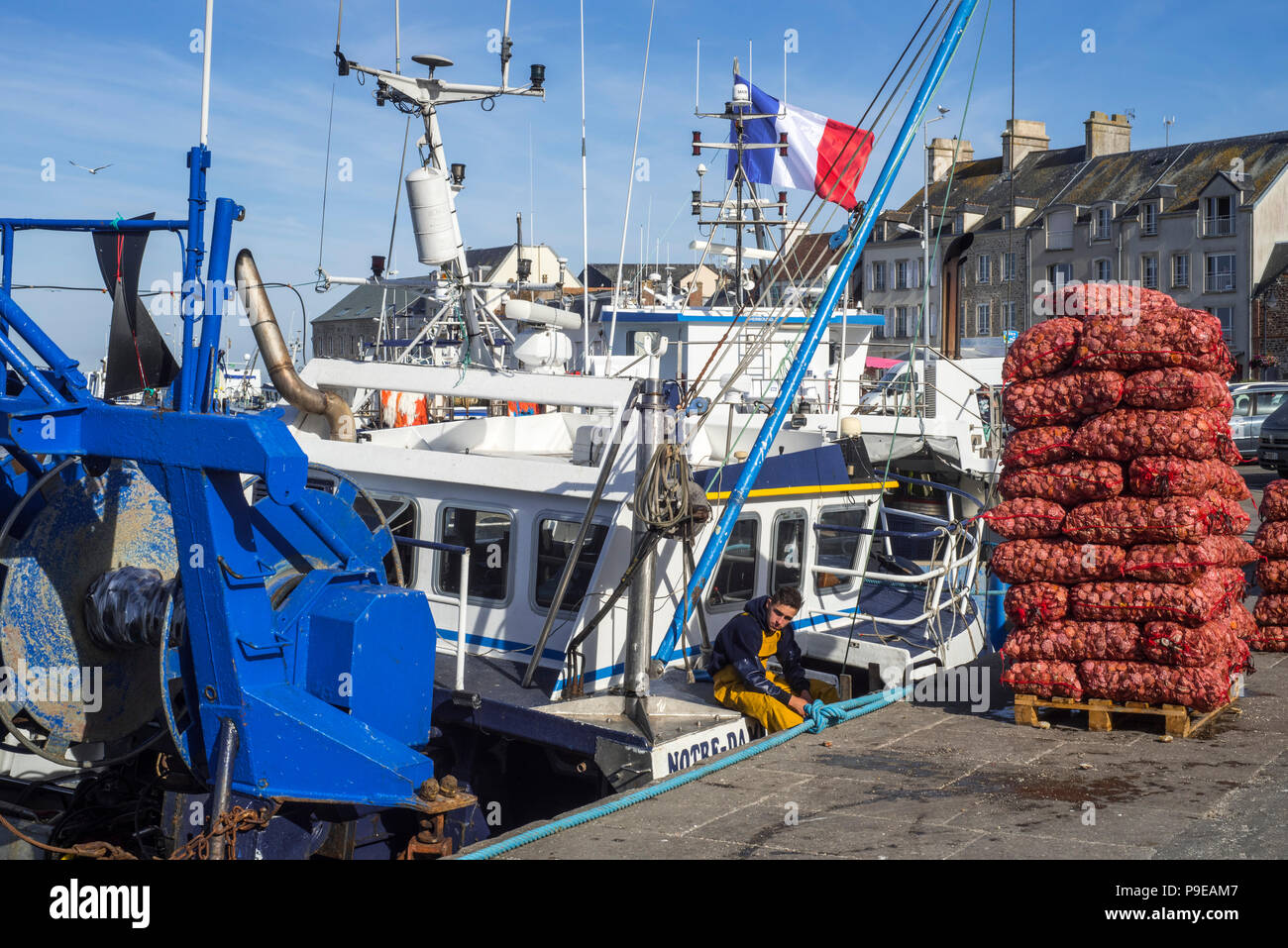 Sacs de pêcheur avec beaucoup de pétoncles / roi / pétoncles coquilles Saint Jacques dans le port de Saint-Vaast-la-Hougue, Manche, Normandie, France Banque D'Images