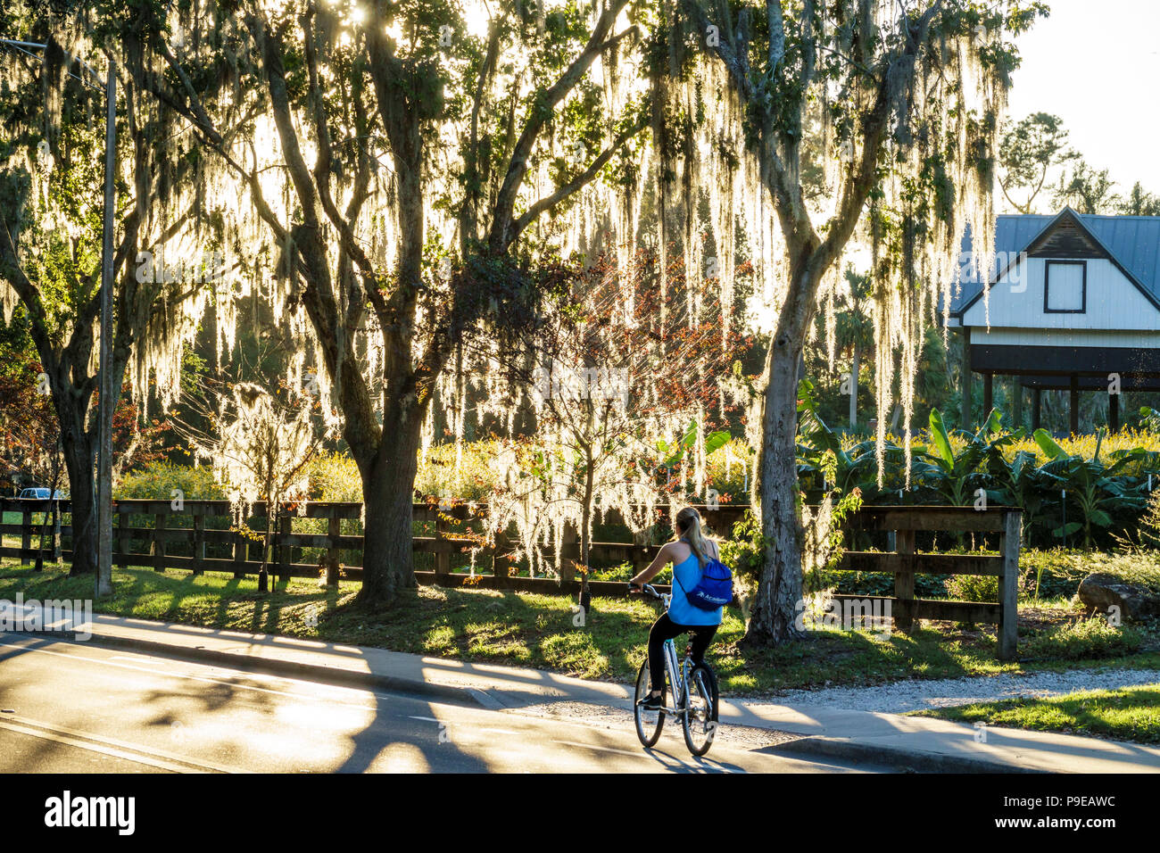 Gainesville Florida,Université de Floride,campus,Museum Road,arbre couvert de mousse espagnole,étudiants filles,femme enfant enfants enfants youn Banque D'Images