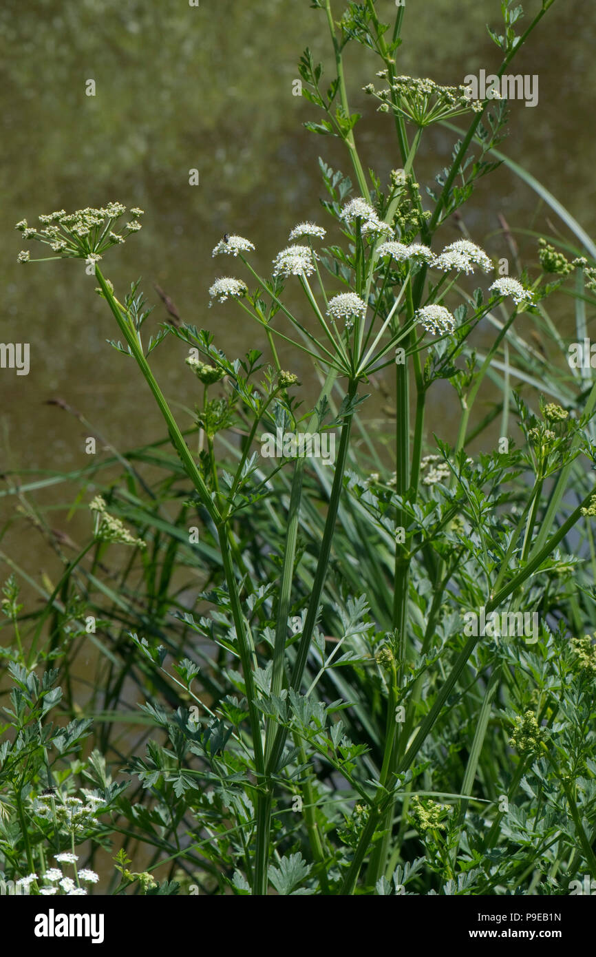Cicuta virosa, Cowbane toxiques plantes à fleurs blanches, à côté du canal de Kennet et Avon, Berkshire, juin Banque D'Images