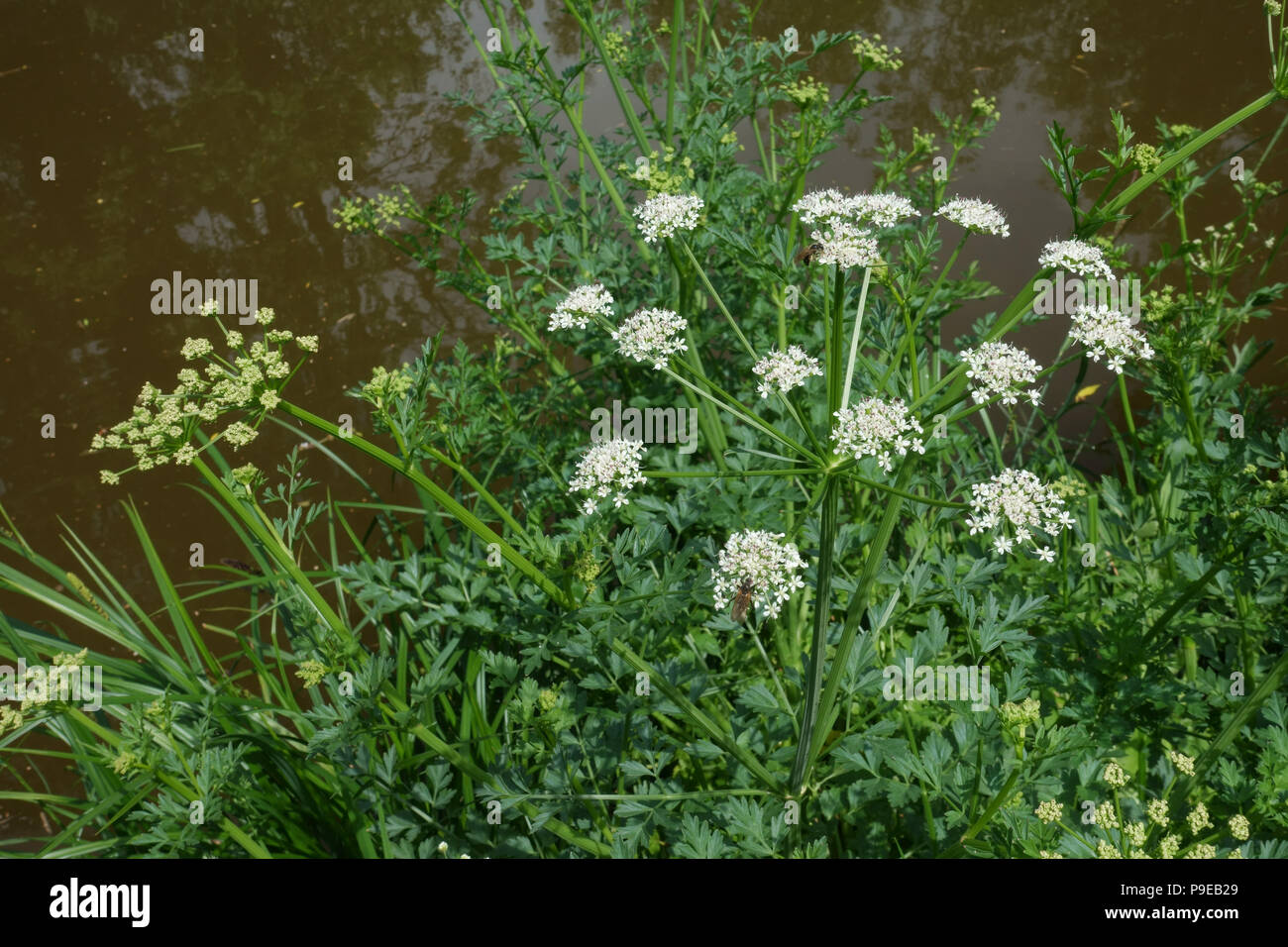 Cicuta virosa, Cowbane toxiques plantes à fleurs blanches, à côté du canal de Kennet et Avon, Berkshire, juin Banque D'Images