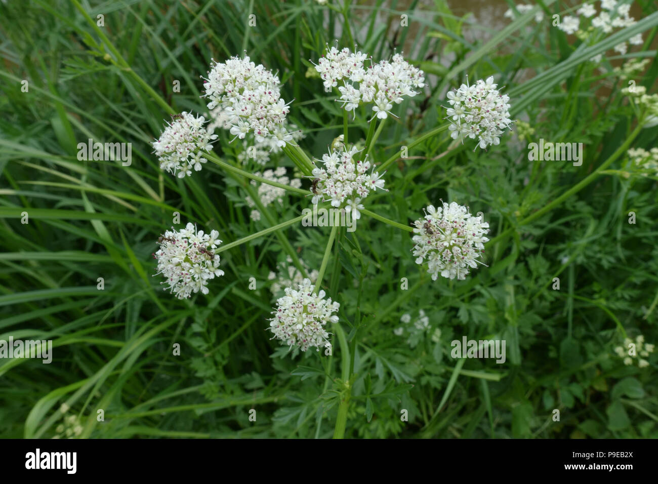 Cicuta virosa, Cowbane toxiques plantes à fleurs blanches, à côté du canal de Kennet et Avon, Berkshire, juin Banque D'Images