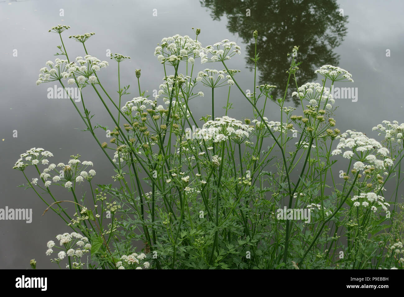 Cicuta virosa, Cowbane toxiques plantes à fleurs blanches, à côté du canal de Kennet et Avon, Berkshire, juin Banque D'Images