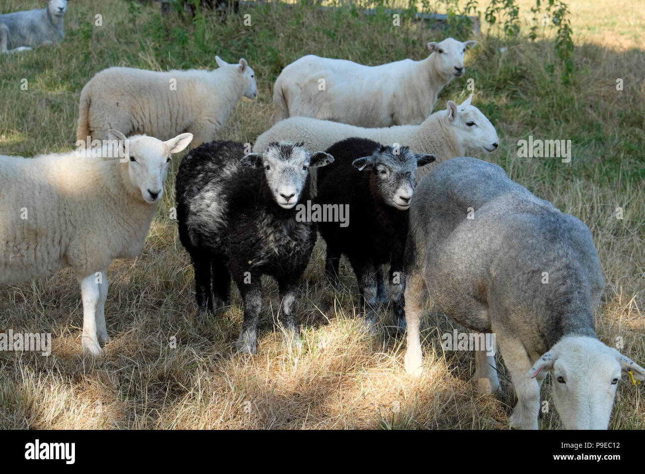 Mouton de Herdwick qui se hante à l'ombre d'un arbre La canicule estivale de 2018 dans le Carmarthenshire West Wales Royaume-Uni Great Royaume-Uni KATHY DEWITT Banque D'Images