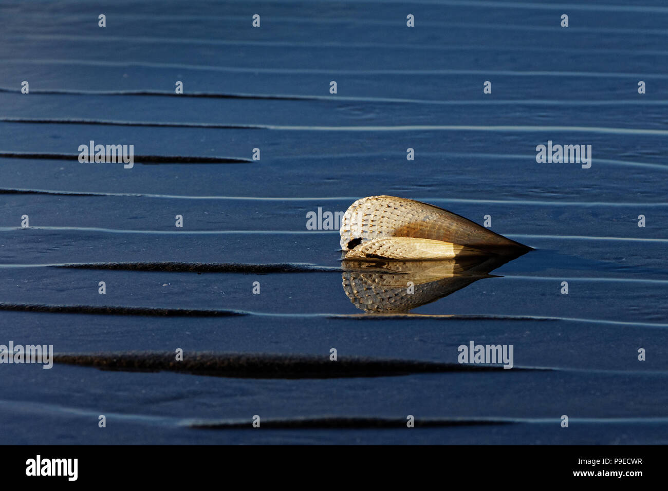 Seashell rétroéclairé sur Kina beach, New Zealand Banque D'Images