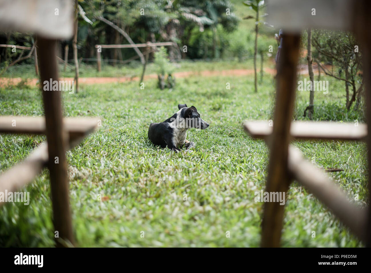 Un chien de ferme prend une pause de travailler pour se détendre au soleil. Banque D'Images