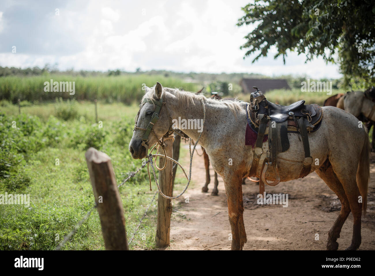 Un cheval prend une pause à partir de la randonnée à travers la Vallée de Viñales à Cuba. Banque D'Images