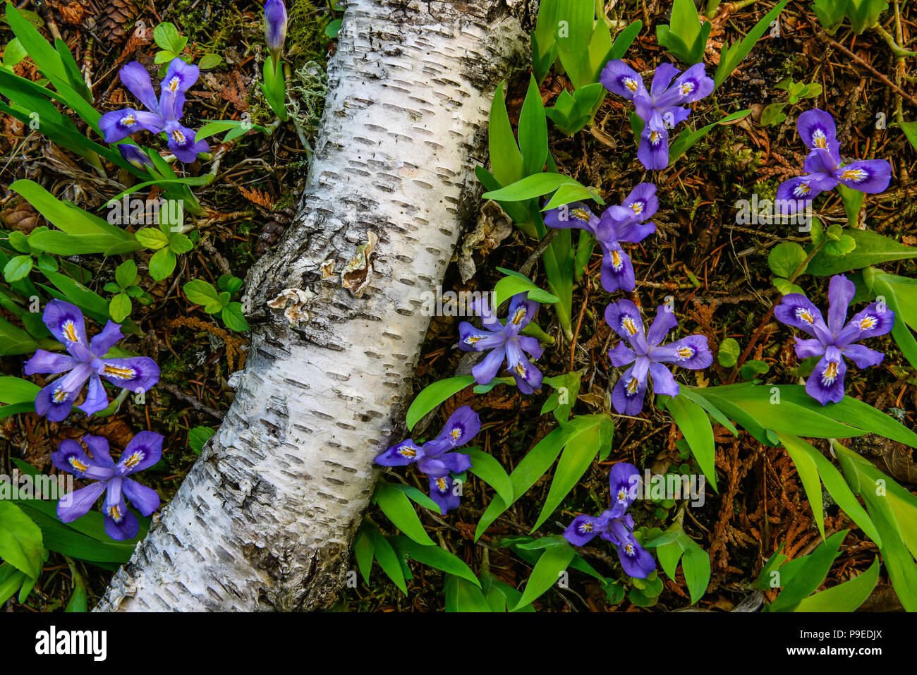 L'iris lacustre (Iris lacustris), la floraison, les grands lacs du Nord, USA, par Bruce Montagne/Dembinsky Assoc Photo Banque D'Images