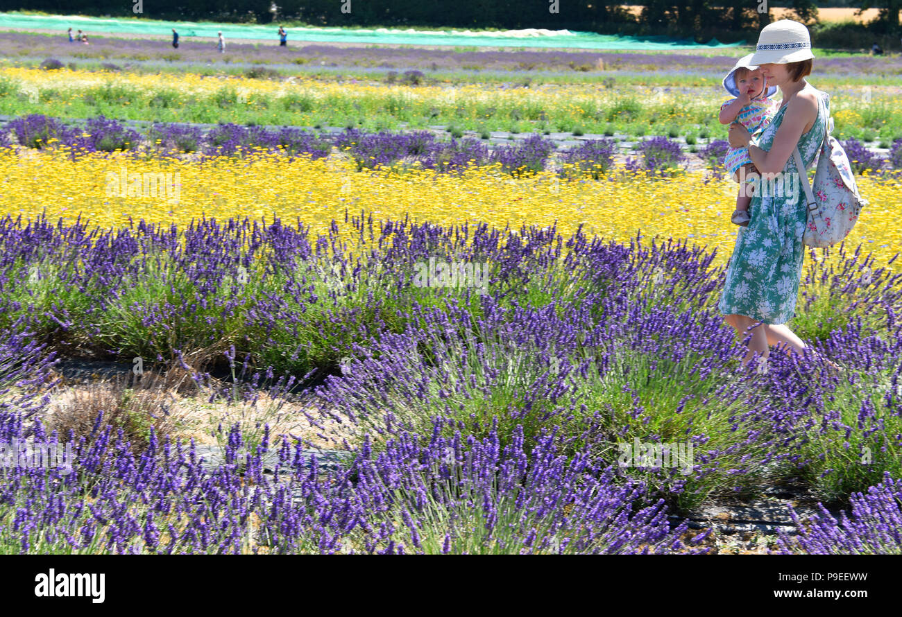 La mère et l'enfant marche à travers champ de lavande à un champs de lavande Journée Portes Ouvertes, Selborne, Hampshire, Royaume-Uni. Dimanche 15 juillet 2018. Banque D'Images