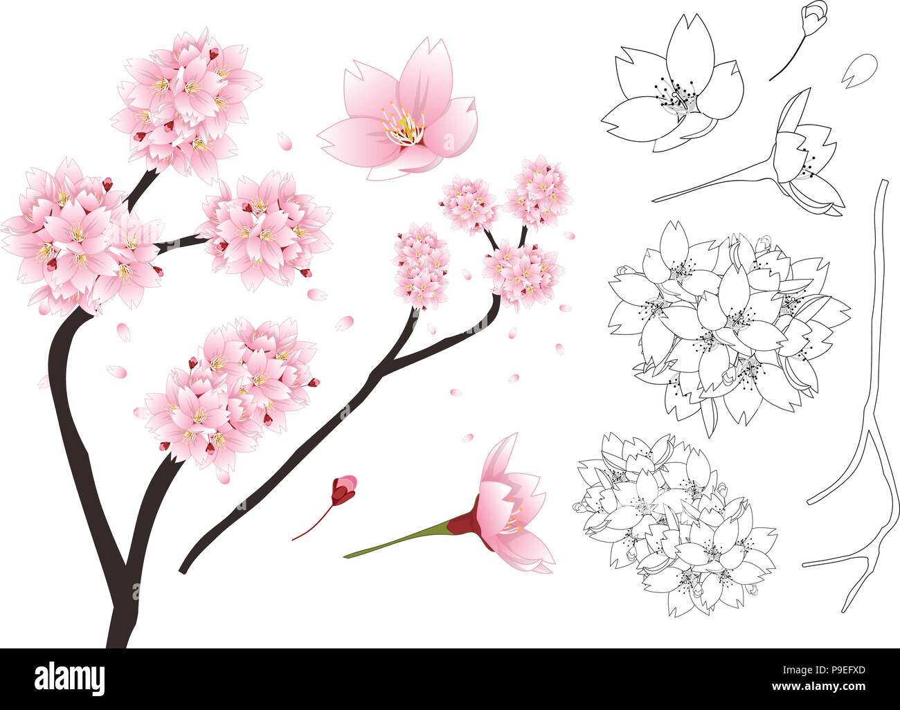 Prunus serrulata contours - Fleur de cerisier, Sakura. Fleur nationale du Japon. Vector Illustration. isolé sur fond blanc. Illustration de Vecteur