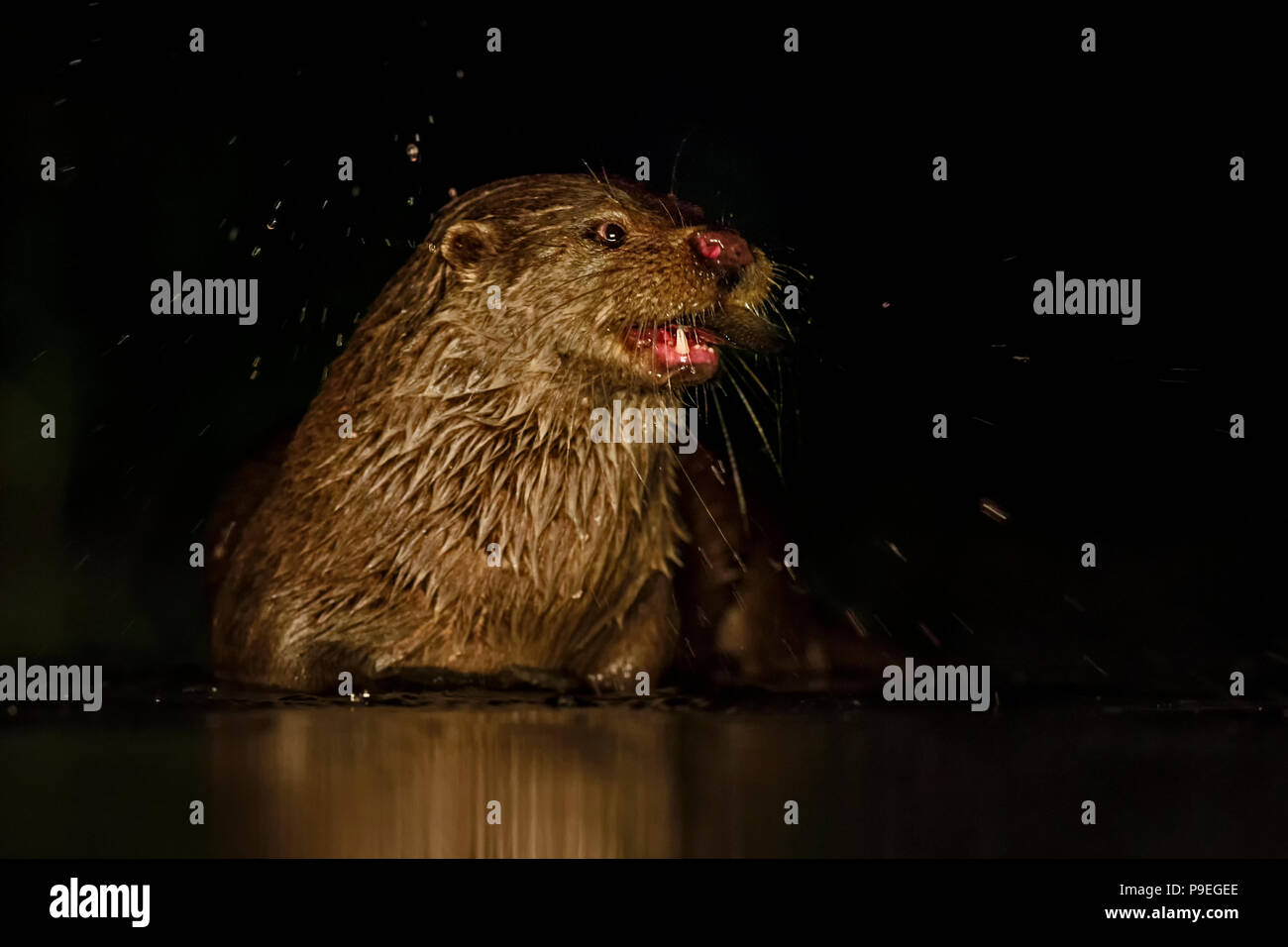 La loutre d'eurasie - Lutra lutra, freswater carnivores nocturnes des fleuves d'Europe. Banque D'Images