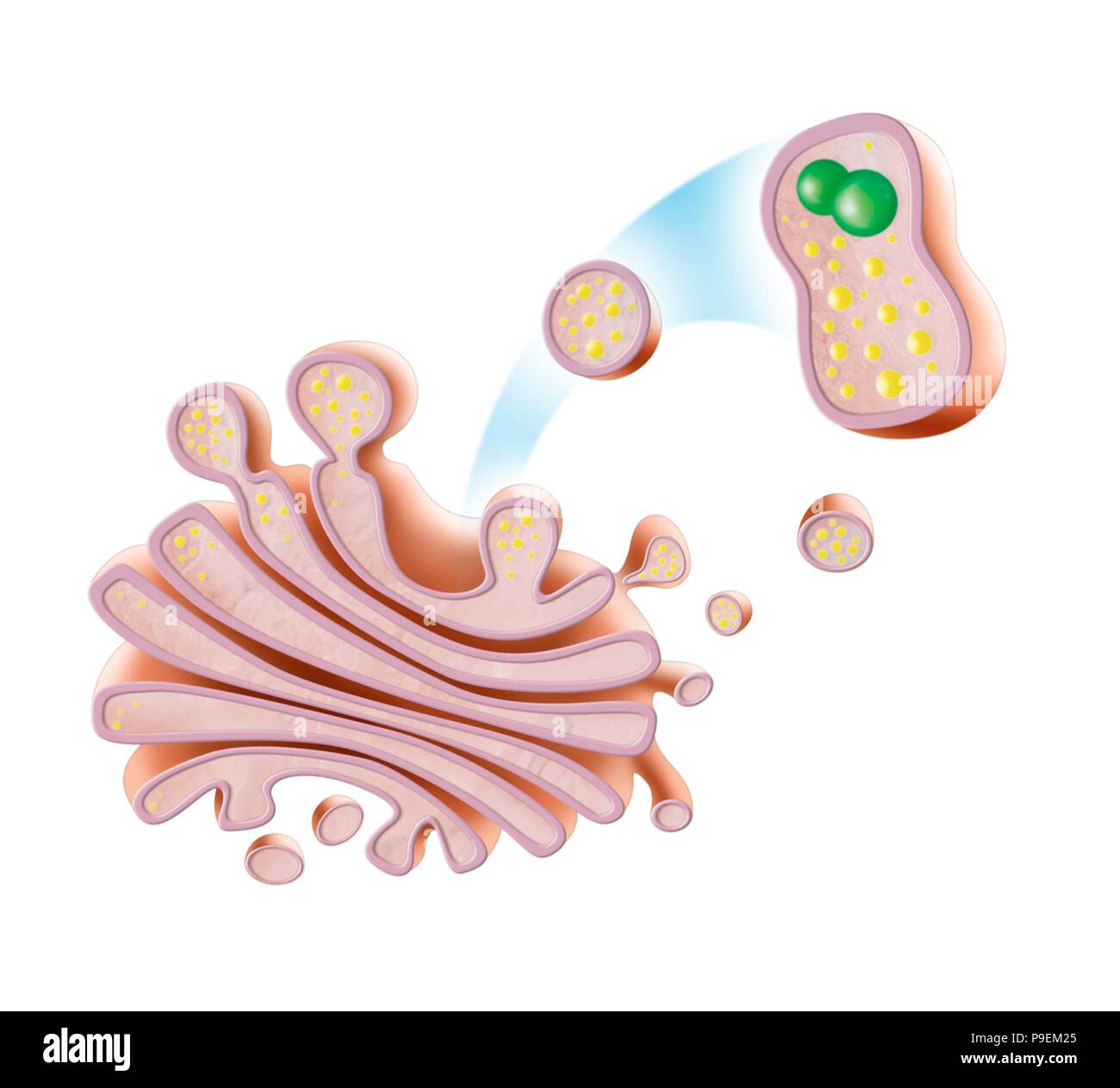 Les lysosomes. Banque D'Images