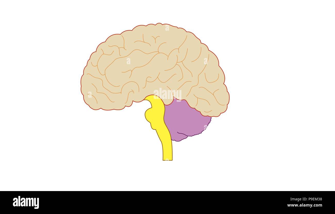 Cerveau. Banque D'Images