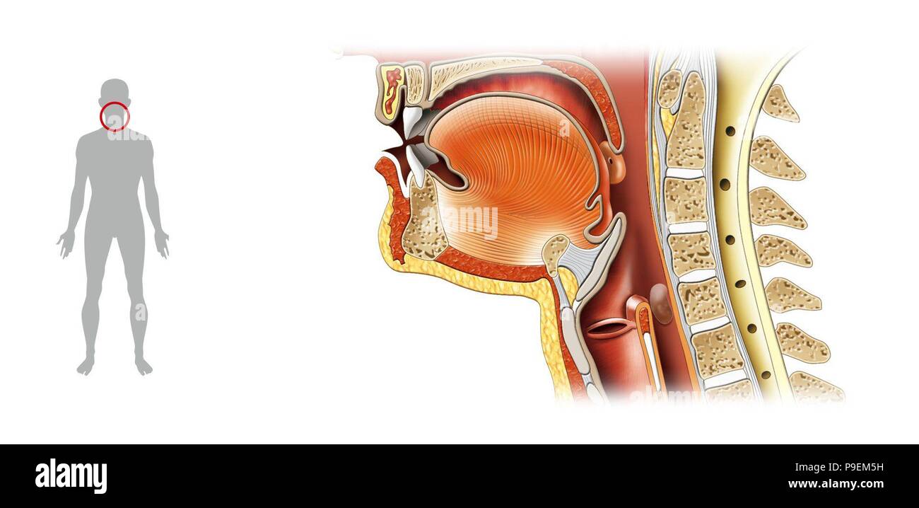 Avaler-1. Banque D'Images