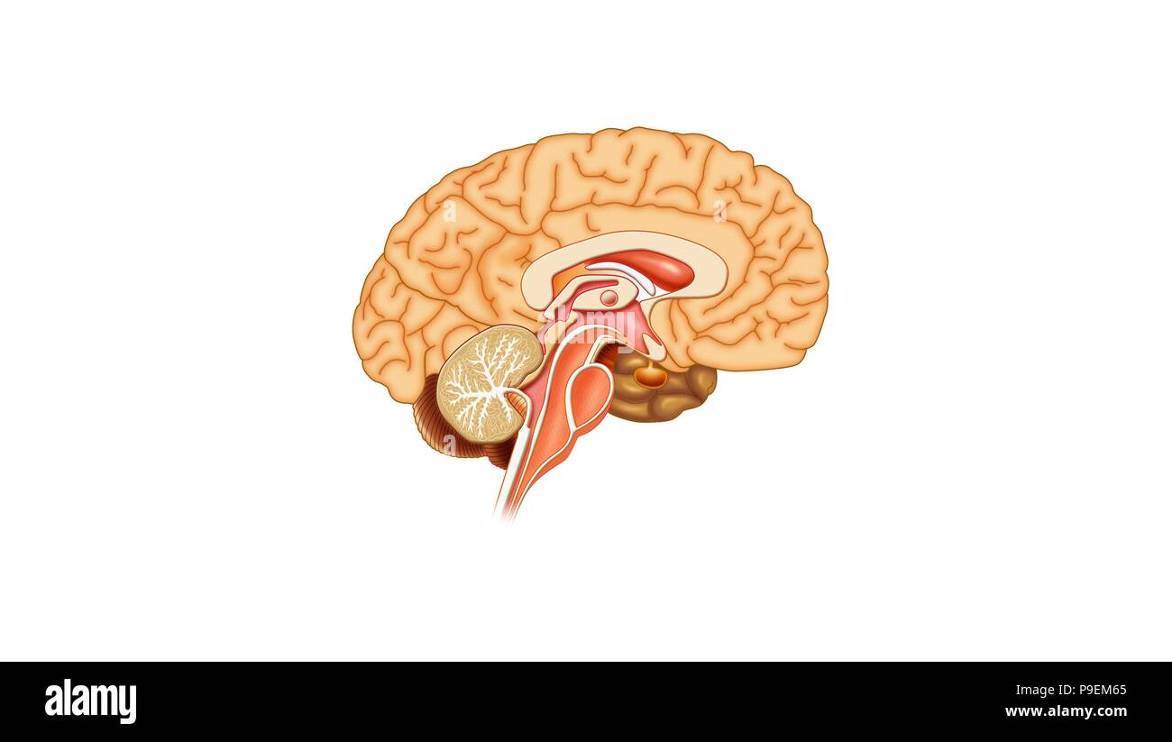 Cerveau. Banque D'Images